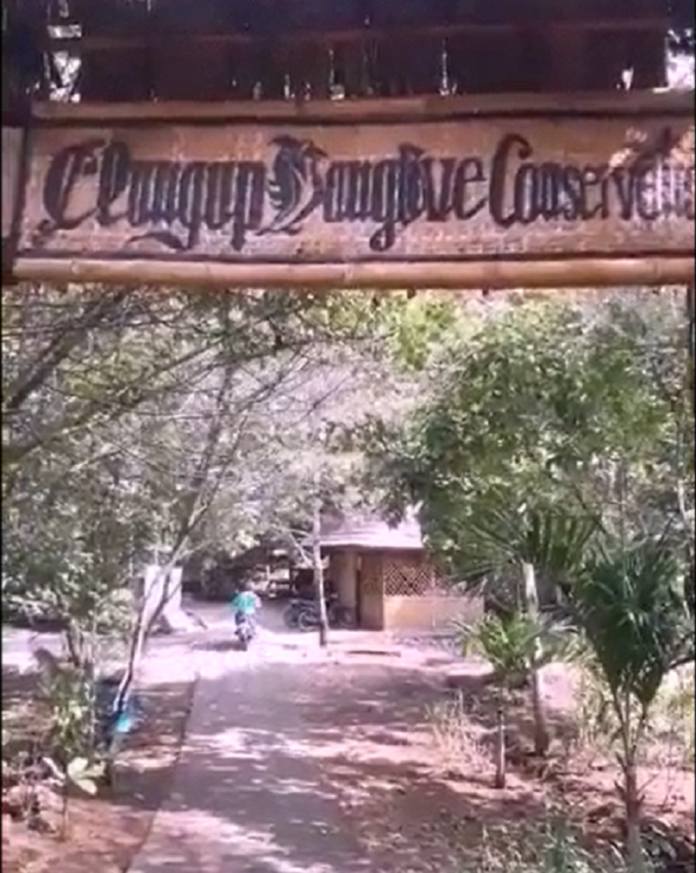 Clungup Mangrove Conservation Sebuah Harmonisasi Antara Manusia dan Alam