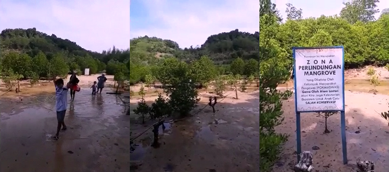 Clungup Mangrove Conservation Sebuah Harmonisasi Antara Manusia dan Alam