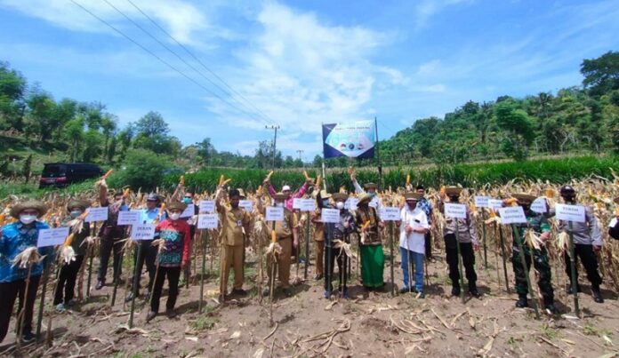 BI Jatim Dorong Program Integrated Farming Klaster Jagung di Madura