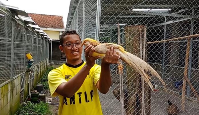 Bisnis Ayam Hias Irul Berkembang Lewat Beasiswa ISDP