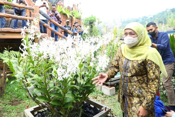 Gubernur Khofifah Siap Wujudkan Pengembangan Budidaya Anggrek Jatim Untuk Ekspor