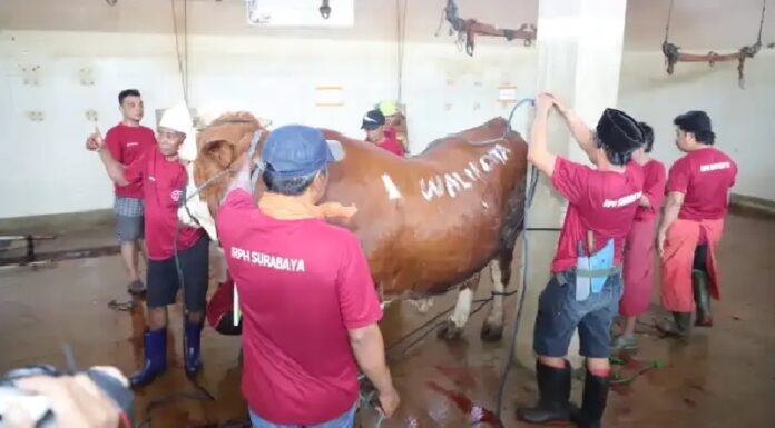 Salurkan 59 Hewan Kurban Ke Masjid, Pemkot Surabaya Himbau Tidak Pakai Kantong Plastik untuk Daging Kurban