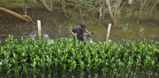 Lawan Abrasi dengan Inovasi: TPS Hadirkan Strategi Pembibitan Mangrove Adaptif di Pesisir Surabaya Lawan Abrasi dengan Inovasi: TPS Hadirkan Strategi Pembibitan Mangrove Adaptif di Pesisir Surabaya