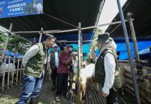 Gandeng Pemkot Surabaya, Pelindo Petikemas Pastikan Hewan Kurban Iduladha 1447 H Aman dan Sehat Gandeng Pemkot Surabaya, Pelindo Petikemas Pastikan Hewan Kurban Iduladha 1447 H Aman dan Sehat