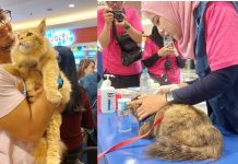 Usung Tema ‘Don’t Worry Be Healthy’, SmartHeart in Your Area 2026 Manjakan Pet Owner dan Anabul di PTC Mall Surabaya