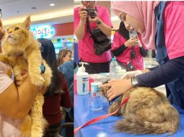 Usung Tema ‘Don’t Worry Be Healthy’, SmartHeart in Your Area 2026 Manjakan Pet Owner dan Anabul di PTC Mall Surabaya